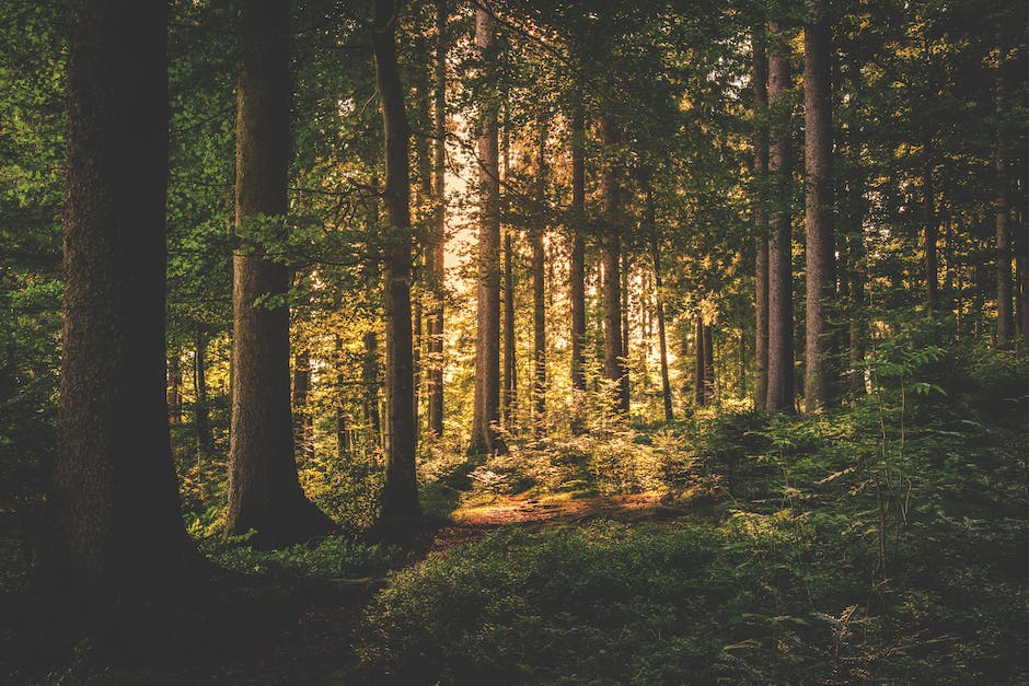 산림 대회 참가 신청
