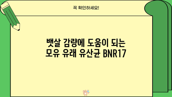 BNR17 유산균 모유 유래 유산균 다이어트 효능| 뱃살 감량, 장 건강 개선 효과까지? | BNR17, 유산균 다이어트, 모유 유래 유산균, 장 건강