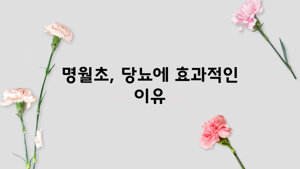 명월초, 당뇨초 효능과 먹는 방법 완벽 가이드 | 혈당 조절, 면역력 강화, 부작용, 주의사항