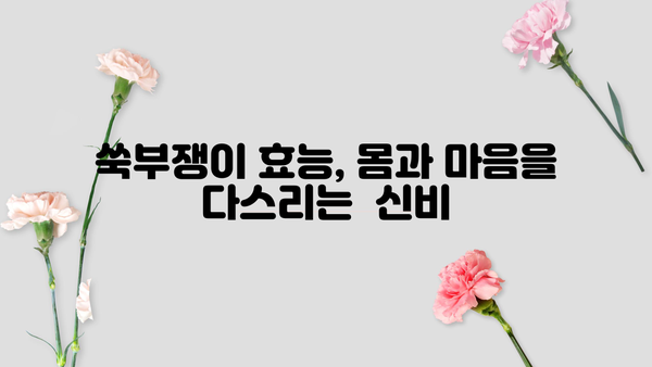 쑥부쟁이 효능과 꽃말, 까실쑥부쟁이 비교 | 아름다움과 약효, 전설까지 | 가을 야생화, 쑥부쟁이 효능, 까실쑥부쟁이 차이