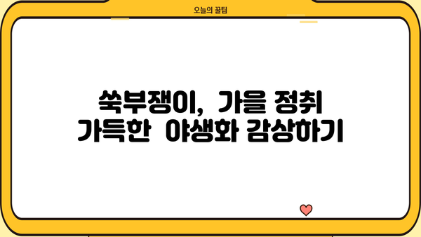 쑥부쟁이 효능과 꽃말, 까실쑥부쟁이 비교 | 아름다움과 약효, 전설까지 | 가을 야생화, 쑥부쟁이 효능, 까실쑥부쟁이 차이