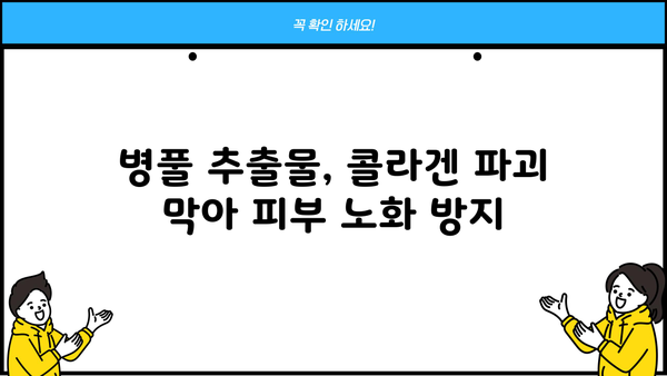 병풀 콜라겐 효능| 피부 노화 방지에 효과적인 병풀 추출물의 놀라운 비밀 | 병풀, 콜라겐, 노화 예방, 피부 관리