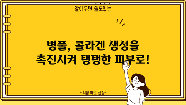 병풀 콜라겐 효능| 피부 노화 방지에 효과적인 병풀 추출물의 놀라운 비밀 | 병풀, 콜라겐, 노화 예방, 피부 관리